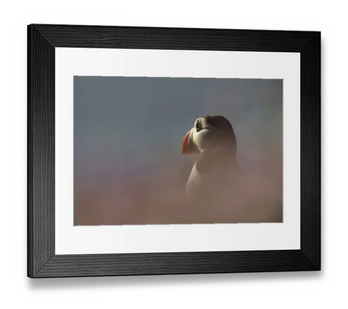 Framed Print : Puffin (Fratercula arctica) Saltee, Ireland, June 2009 Framed Print : Puffin (Fratercula arctica) Saltee, Ireland, June 2009