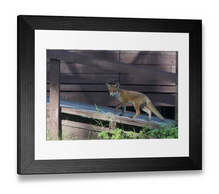 Framed Print : Urban Red fox (Vulpes vulpes) walking up ramp, London, May Framed Print : Urban Red fox (Vulpes vulpes) walking up ramp, London, May