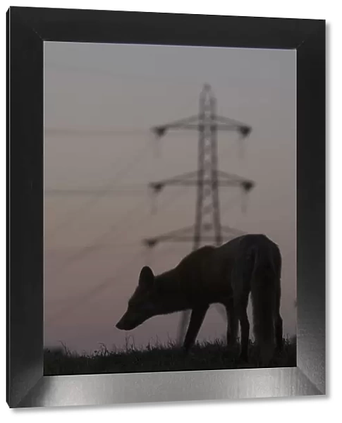 Urban Red fox (Vulpes vulpes) silhouetted with an electricity pylon in the distance