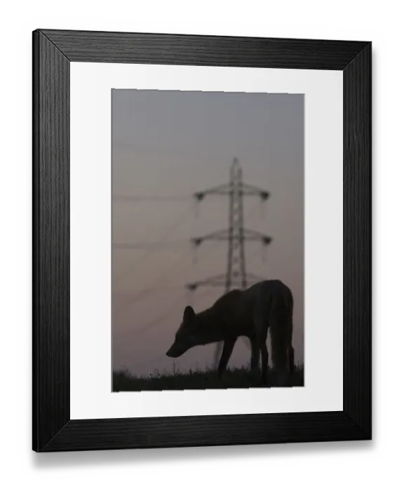 Framed Print : Urban Red fox (Vulpes vulpes) silhouetted with an electricity pylon in the distance Framed Print : Urban Red fox (Vulpes vulpes) silhouetted with an electricity pylon in the distance