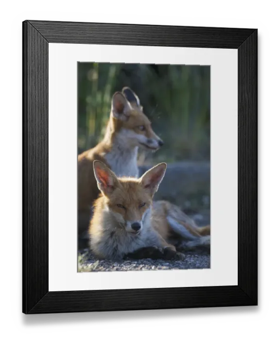 Framed Print : Urban Red foxes (Vulpes vulpes) resting in sun, London, June Framed Print : Urban Red foxes (Vulpes vulpes) resting in sun, London, June