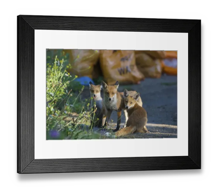 Framed Print : Urban Red fox (Vulpes vulpes) with two cubs, London, June Framed Print : Urban Red fox (Vulpes vulpes) with two cubs, London, June