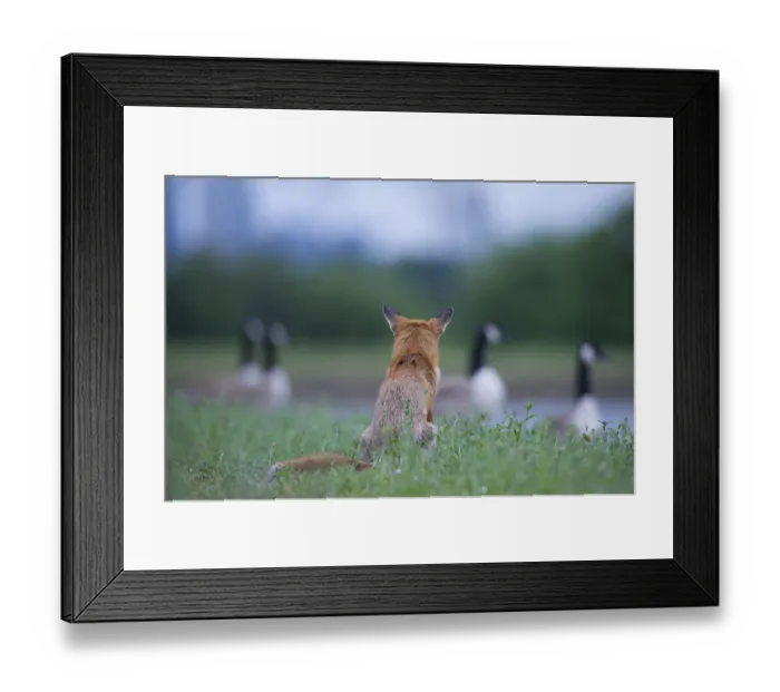 Framed Print : Urban Red fox (Vulpes vulpes) sitting watching Canada geese (Branta canadensis) London Framed Print : Urban Red fox (Vulpes vulpes) sitting watching Canada geese (Branta canadensis) London