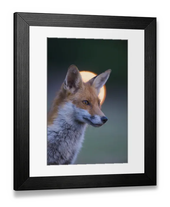 Framed Print : Urban Red fox (Vulpes vulpes) portrait, with light behind, London, June Framed Print : Urban Red fox (Vulpes vulpes) portrait, with light behind, London, June