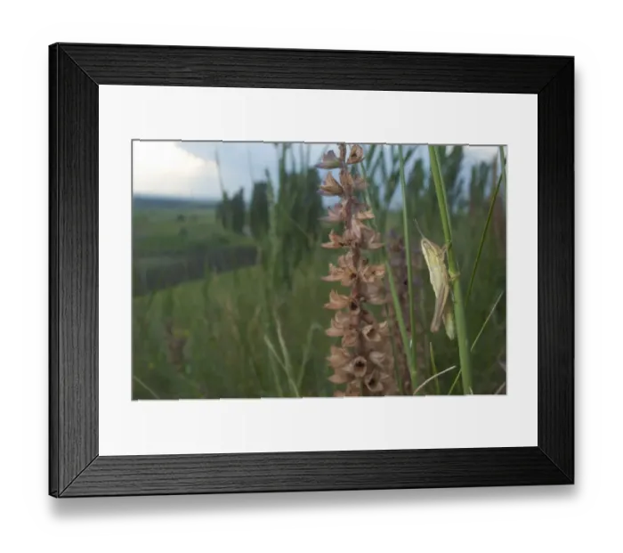 Framed Print : Small gold grasshopper (Euthystira brachyptera) on grass, Thousand Hills region, North West Moldova Framed Print : Small gold grasshopper (Euthystira brachyptera) on grass, Thousand Hills region, North West Moldova