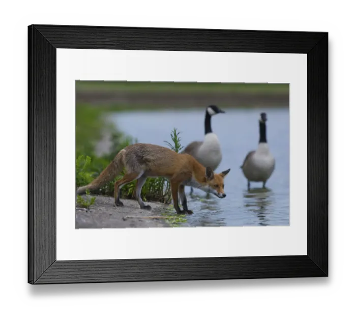 Framed Print : Urban Red fox (Vulpes vulpes) at waters edge near two Canada geese (Branta canadensis) London Framed Print : Urban Red fox (Vulpes vulpes) at waters edge near two Canada geese (Branta canadensis) London