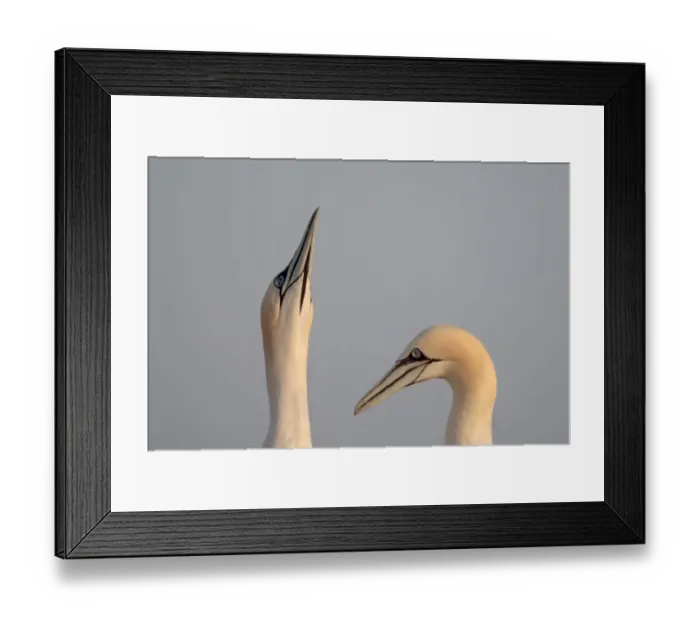 Framed Print : Gannets (Morus bassanus) pair, Saltee Islands, County Wexford, Ireland, June 2009 Framed Print : Gannets (Morus bassanus) pair, Saltee Islands, County Wexford, Ireland, June 2009
