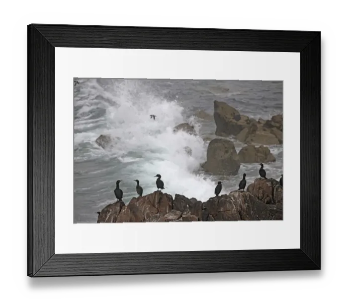 Framed Print : Shags (Phalacrocorax aristotelis) standing on coastal cliff, Saltee Islands, County Wexford Framed Print : Shags (Phalacrocorax aristotelis) standing on coastal cliff, Saltee Islands, County Wexford