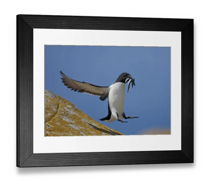 Framed Print : Razorbill (Alca torda) landing on rock carrying fish, Saltee Islands, County Wexford Framed Print : Razorbill (Alca torda) landing on rock carrying fish, Saltee Islands, County Wexford