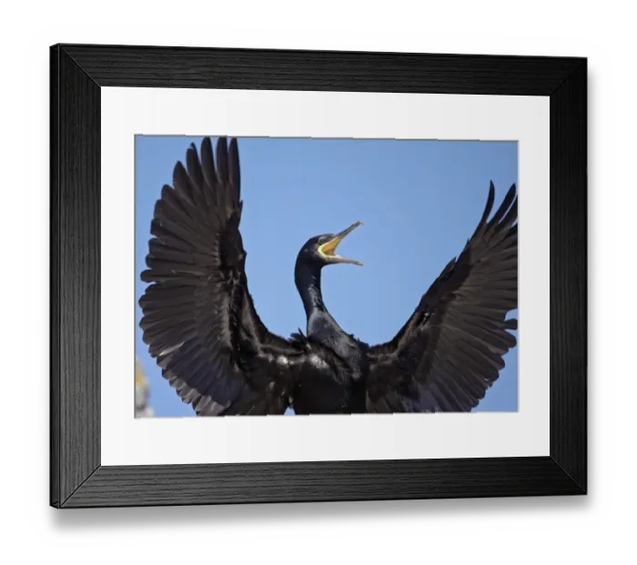 Framed Print : Shag (Phalacrocorax aristotelis) calling with wings stretched out, Saltee Islands Framed Print : Shag (Phalacrocorax aristotelis) calling with wings stretched out, Saltee Islands