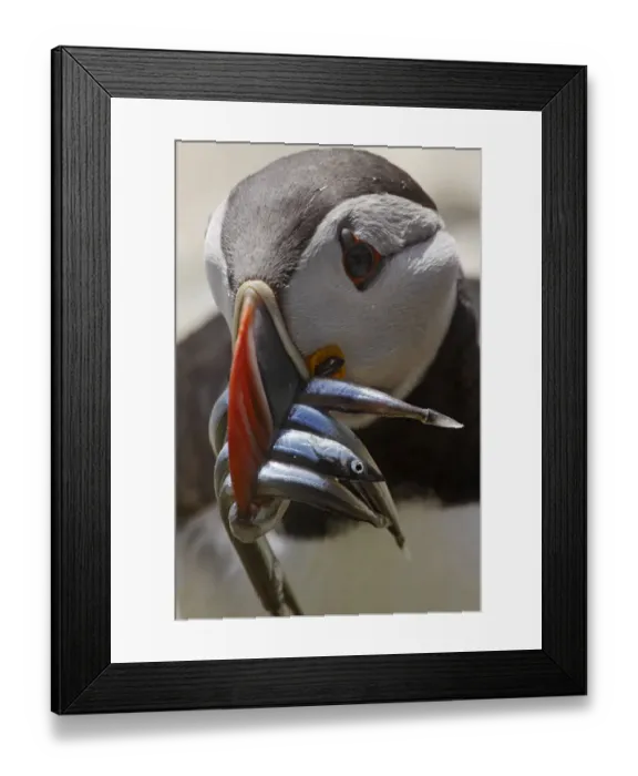 Framed Print : Puffin (Fratercula arctica) with sandeels in beak, Saltee Island, Ireland, June 2009 Framed Print : Puffin (Fratercula arctica) with sandeels in beak, Saltee Island, Ireland, June 2009