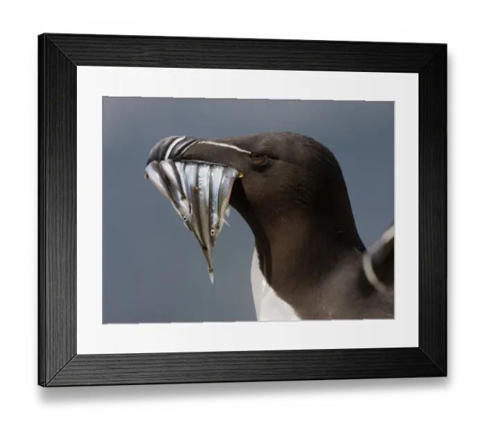 Framed Print : Razorbill (Alca torda) with sandeels in beak, Saltee Islands, County Wexford, Ireland Framed Print : Razorbill (Alca torda) with sandeels in beak, Saltee Islands, County Wexford, Ireland