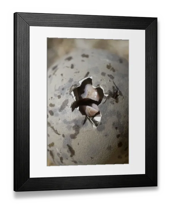 Framed Print : Greater black backed gull (Larus marinus) egg hatching, Saltee Islands, County Wexford Framed Print : Greater black backed gull (Larus marinus) egg hatching, Saltee Islands, County Wexford