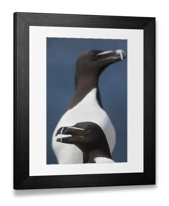 Framed Print : Razorbill (Alca torda) calling, Saltee Islands, County Wexford, Ireland, June 2009 Framed Print : Razorbill (Alca torda) calling, Saltee Islands, County Wexford, Ireland, June 2009