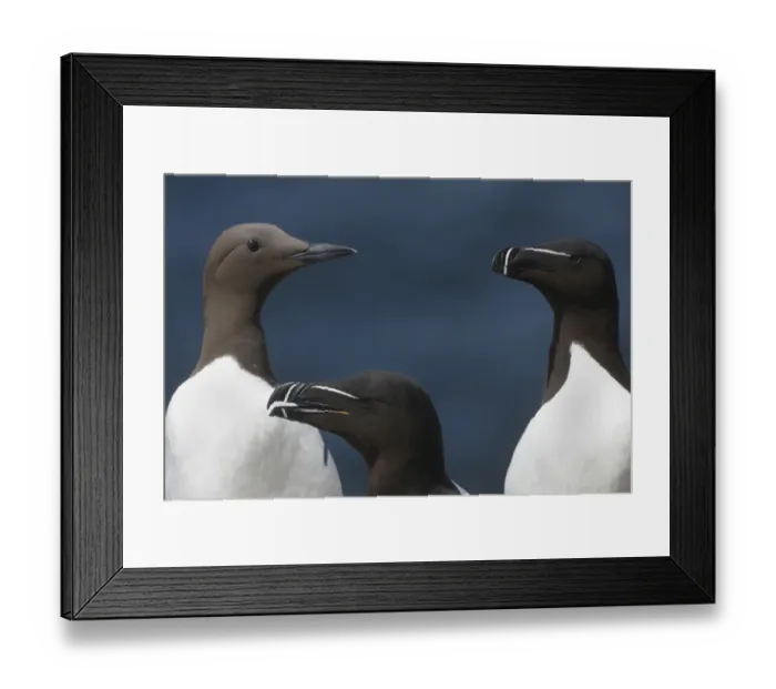Framed Print : Two Razorbills (Alca torda) and a Common guillemot (Uria aalge) Saltee Islands, County Wexford