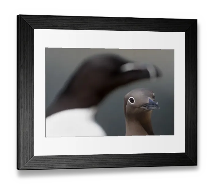 Framed Print : Common guillemot (Uria aalge) bridled form and an out of focus Razorbill (Alca torda) Framed Print : Common guillemot (Uria aalge) bridled form and an out of focus Razorbill (Alca torda)