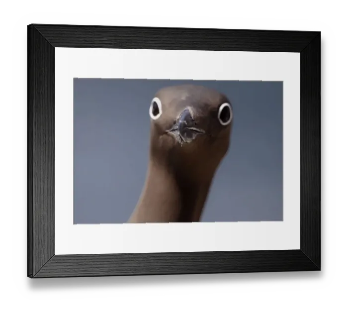 Framed Print : Common guillemot (Uria aalge) Saltee Islands, County Wexford, Ireland, June 2009 Framed Print : Common guillemot (Uria aalge) Saltee Islands, County Wexford, Ireland, June 2009