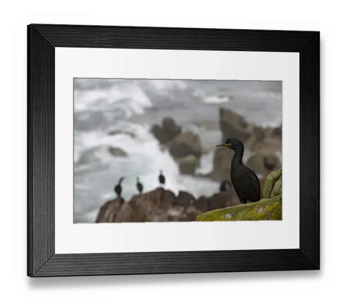 Framed Print : Shag (Phalacrocorax aristotelis) on cliff, Saltee Islands, County Wexford, Ireland Framed Print : Shag (Phalacrocorax aristotelis) on cliff, Saltee Islands, County Wexford, Ireland