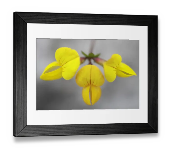 Framed Print : Birds foot trefoil (Lotus corniculatus) flower, Burren National Park, County Clare Framed Print : Birds foot trefoil (Lotus corniculatus) flower, Burren National Park, County Clare