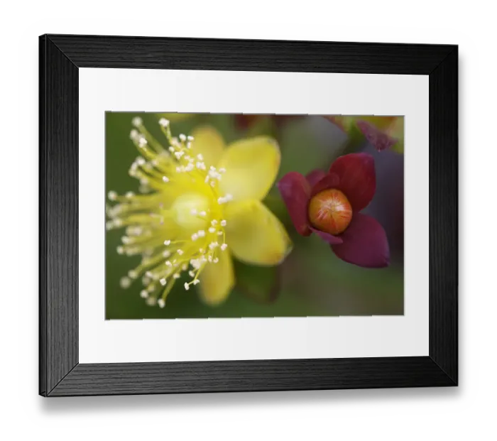 Framed Print : Tutsan (Hypericum androsaemum) flower and fruit, Burren National Park, County Clare Framed Print : Tutsan (Hypericum androsaemum) flower and fruit, Burren National Park, County Clare