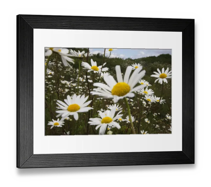 Framed Print : Ox-eye daisies (Chrysanthemum leucanthemum) in flower, Burren National Park, County Clare