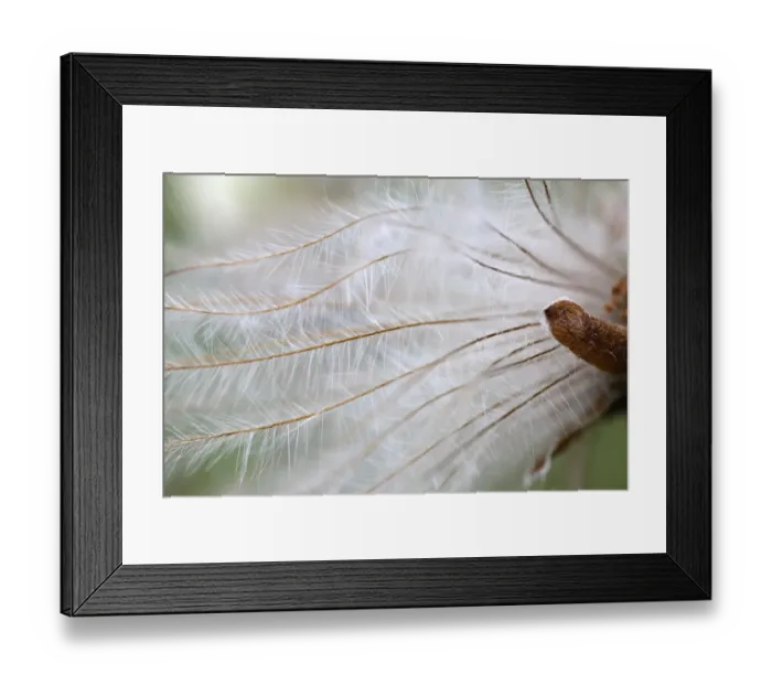 Framed Print : Mountain avens (Dryas octopetala) seedhead, Burren National Park, County Clare, Ireland Framed Print : Mountain avens (Dryas octopetala) seedhead, Burren National Park, County Clare, Ireland