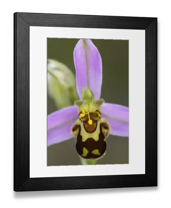 Framed Print : Bee orchid (Ophyrus apifera) flower, Burren National Park, County Clare, Ireland Framed Print : Bee orchid (Ophyrus apifera) flower, Burren National Park, County Clare, Ireland