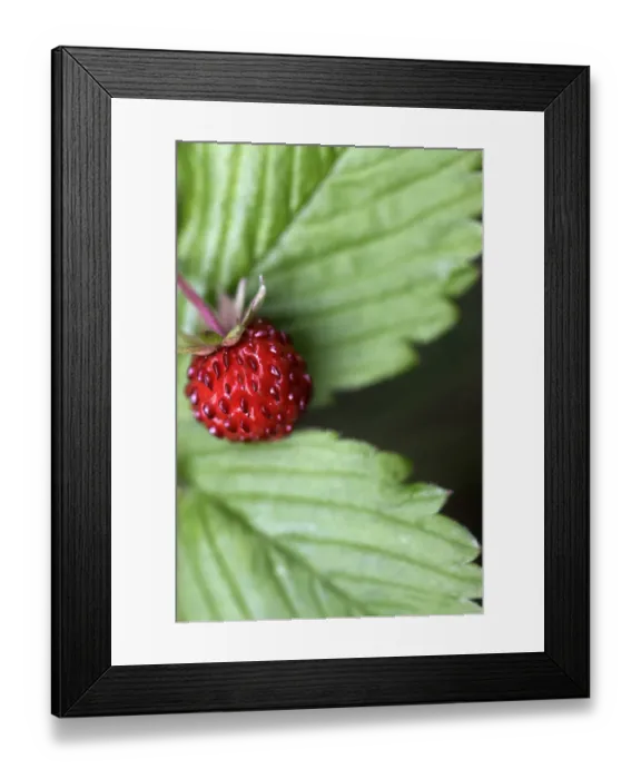 Framed Print : Wild strawberry (Fragaria vesca) Burren National Park, County Clare, Ireland, June 2009 Framed Print : Wild strawberry (Fragaria vesca) Burren National Park, County Clare, Ireland, June 2009