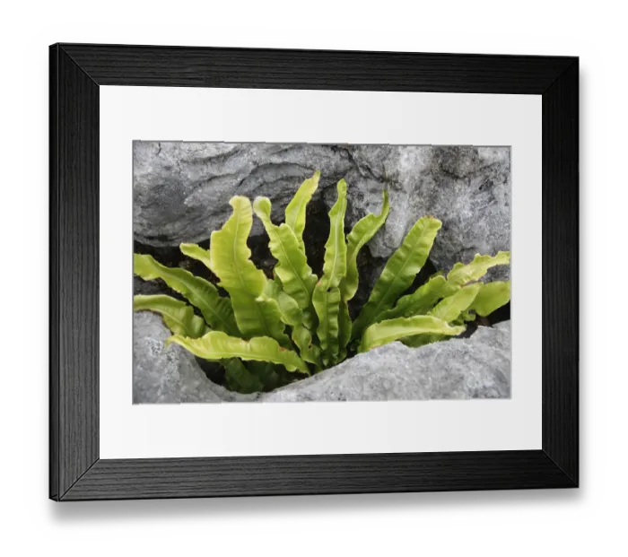 Framed Print : Harts tongue fern (Asplenium scolopendrium) growing between rocks, Burren National Park Framed Print : Harts tongue fern (Asplenium scolopendrium) growing between rocks, Burren National Park
