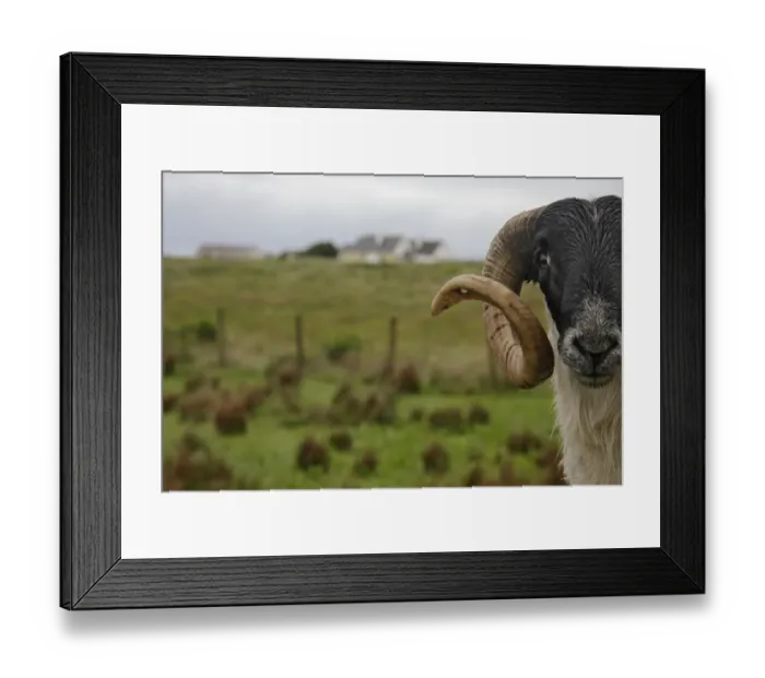 Framed Print : Sheep, Bloody Foreland, County Donegal, Ireland, June 2009 Framed Print : Sheep, Bloody Foreland, County Donegal, Ireland, June 2009