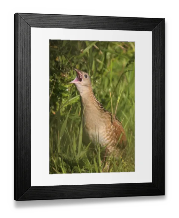 Framed Print : Corncrake (Crex crex) calling, Tory Island, County Donegal, Ireland, June 2009 Framed Print : Corncrake (Crex crex) calling, Tory Island, County Donegal, Ireland, June 2009