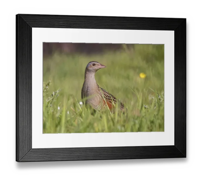 Framed Print : Corncrake (Crex crex) portrait, Tory Island, County Donegal, Ireland, June 2009 Framed Print : Corncrake (Crex crex) portrait, Tory Island, County Donegal, Ireland, June 2009