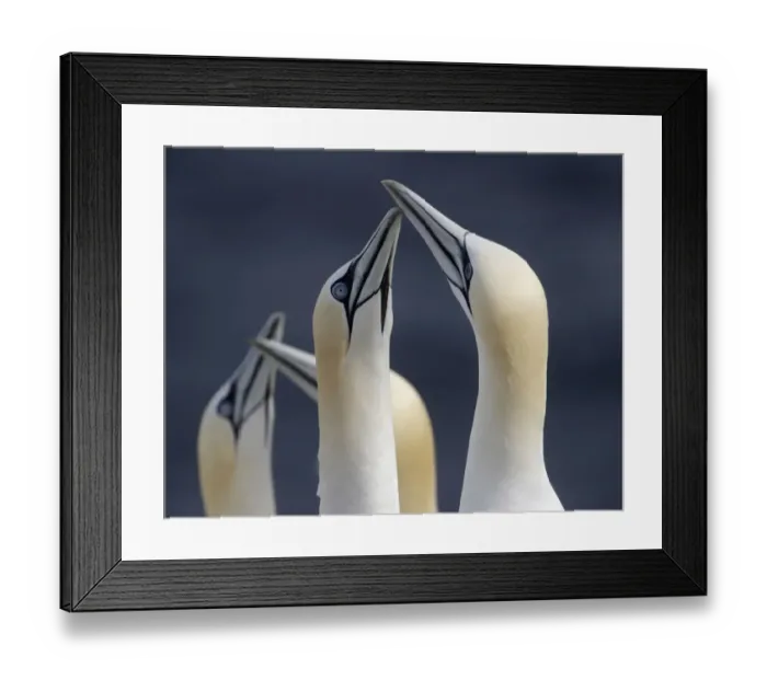 Framed Print : Gannets (Morus bassanus) Saltee Islands, County Wexford, Ireland, June 2009 Framed Print : Gannets (Morus bassanus) Saltee Islands, County Wexford, Ireland, June 2009