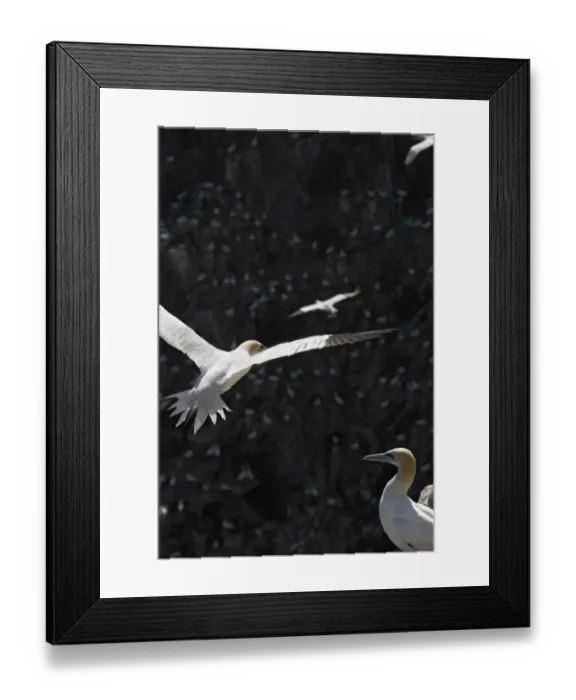 Framed Print : Gannet (Morus bassanus) colony, Saltee Islands, County Wexford, Ireland, June 2009 Framed Print : Gannet (Morus bassanus) colony, Saltee Islands, County Wexford, Ireland, June 2009
