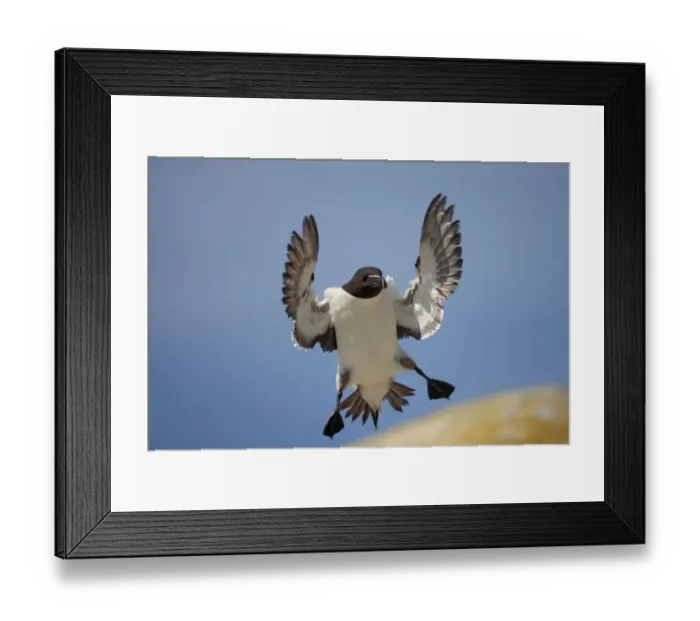 Framed Print : Razorbill (Aalca torda) landing on rock, Saltee Islands, County Wexford, Ireland Framed Print : Razorbill (Aalca torda) landing on rock, Saltee Islands, County Wexford, Ireland
