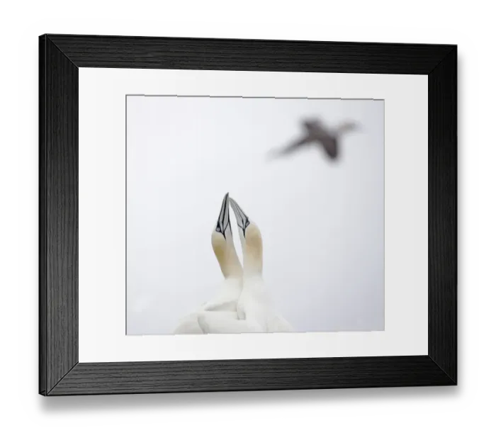 Framed Print : Gannet (Morus bassanus) courtship, Saltee Islands, County Wexford, Ireland, June 2009 Framed Print : Gannet (Morus bassanus) courtship, Saltee Islands, County Wexford, Ireland, June 2009