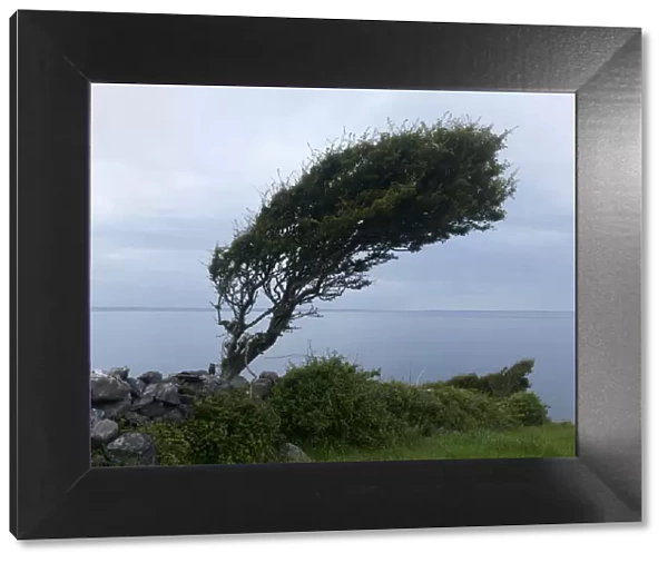 Hawthorn tree (Crataegus monogyna) shaped by the wind, Burren region, County Clare