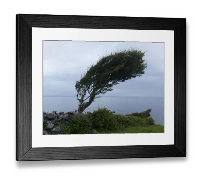 Framed Print : Hawthorn tree (Crataegus monogyna) shaped by the wind, Burren region, County Clare Framed Print : Hawthorn tree (Crataegus monogyna) shaped by the wind, Burren region, County Clare