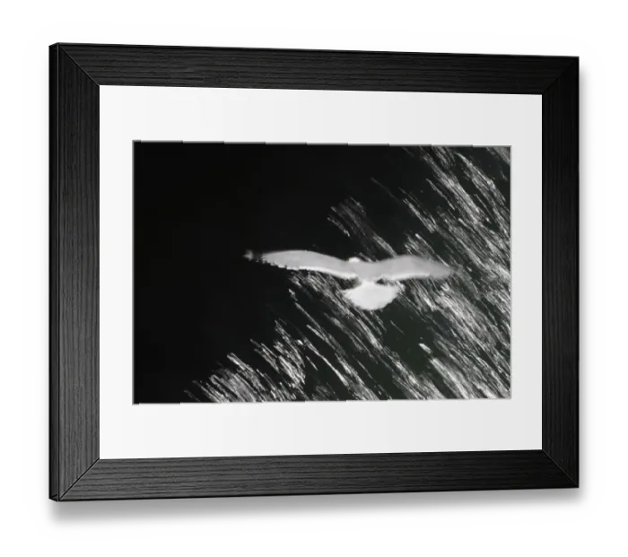 Framed Print : Kittiwake (Rissa tridactyla) in flight over water, Saltee Islands, County Wexford Framed Print : Kittiwake (Rissa tridactyla) in flight over water, Saltee Islands, County Wexford