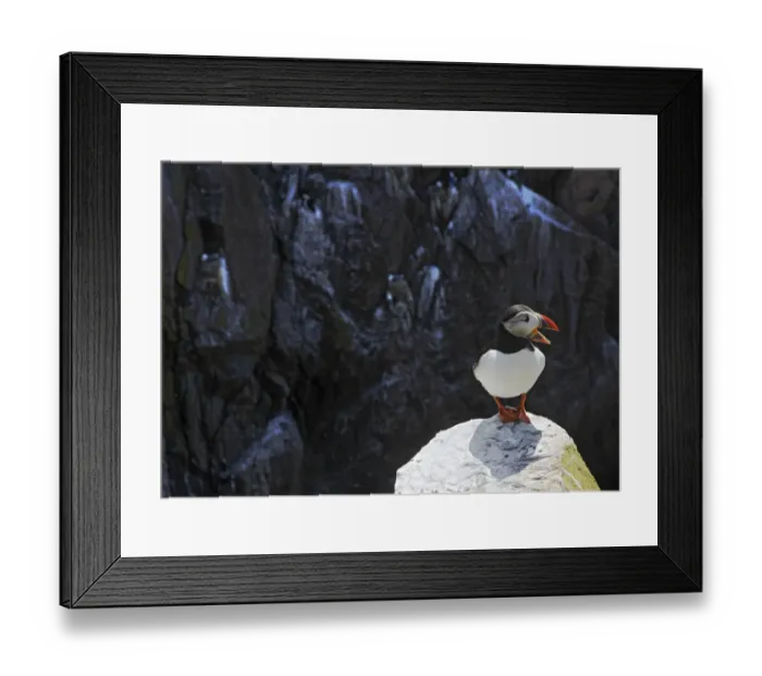 Framed Print : Puffin (Fratercula arctica) standing on rock calling, Saltee Islands, County Wexford Framed Print : Puffin (Fratercula arctica) standing on rock calling, Saltee Islands, County Wexford
