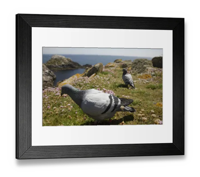 Framed Print : Rock dove (Columba livia) on cliff top, Saltee Islands, County Wexford, Ireland Framed Print : Rock dove (Columba livia) on cliff top, Saltee Islands, County Wexford, Ireland