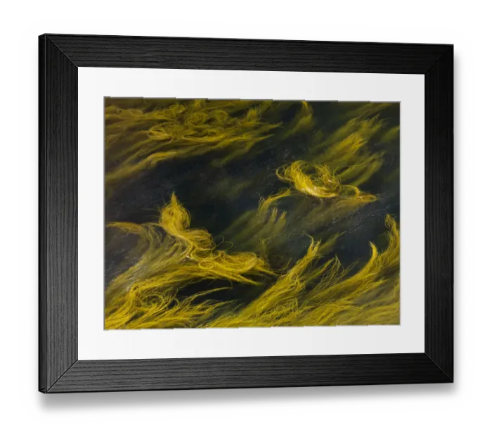 Framed Print : Seaweed, Tory Island, County Donegal, Ireland, June 2009 Framed Print : Seaweed, Tory Island, County Donegal, Ireland, June 2009
