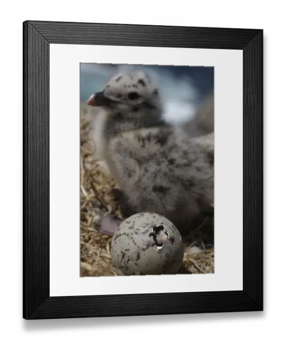 Framed Print : Greater black backed gull (Larus marinus) egg hatching near a chick, Saltee Islands Framed Print : Greater black backed gull (Larus marinus) egg hatching near a chick, Saltee Islands