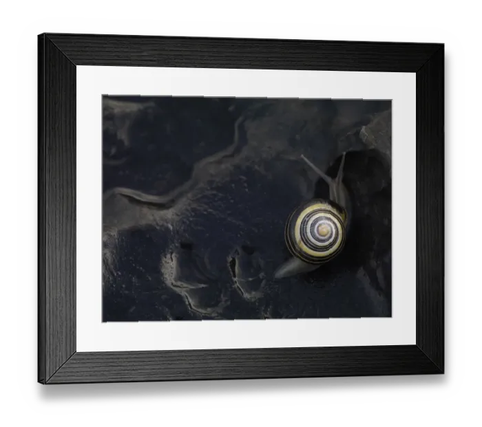 Framed Print : Banded snail (Cepaea sp) The Burren coast, County Clare, Ireland, June 2009 Framed Print : Banded snail (Cepaea sp) The Burren coast, County Clare, Ireland, June 2009