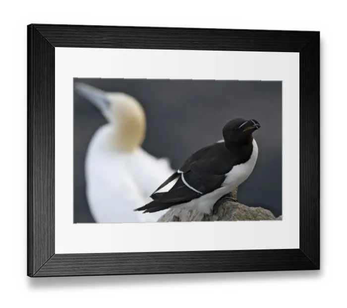 Framed Print : Razorbill (Alca torda) on rock with a Gannet (Morus bassanus / Sula bassana) behind Framed Print : Razorbill (Alca torda) on rock with a Gannet (Morus bassanus / Sula bassana) behind
