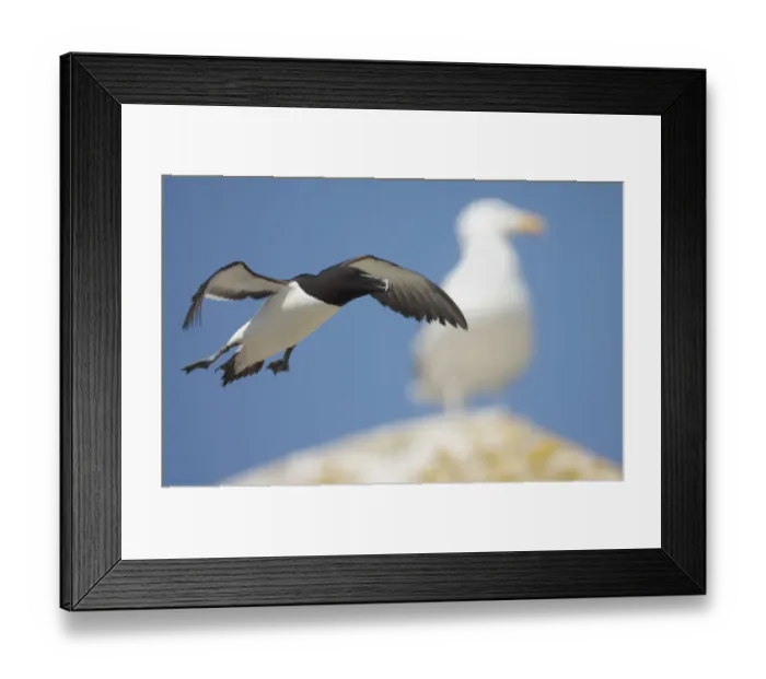 Framed Print : Razorbill (Alca torda) in flight, Saltee Islands, County Wexford, Ireland, June 2009 Framed Print : Razorbill (Alca torda) in flight, Saltee Islands, County Wexford, Ireland, June 2009