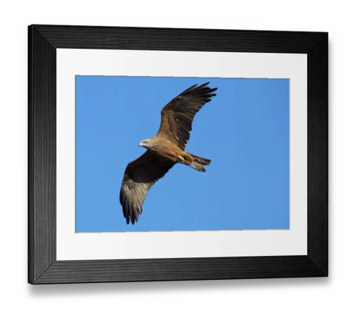 Framed Print : Black kite (Milvus migrans) in flight, Extremadura, Spain, April 2009 Framed Print : Black kite (Milvus migrans) in flight, Extremadura, Spain, April 2009