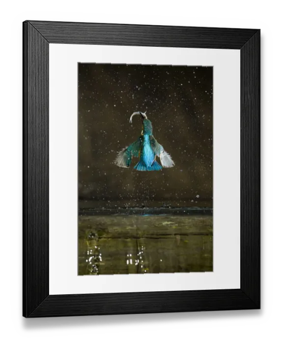 Framed Print : Kingfisher (Alcedo atthis) flying up out of water carrying fish, rear view, Balatonfuzfo Framed Print : Kingfisher (Alcedo atthis) flying up out of water carrying fish, rear view, Balatonfuzfo