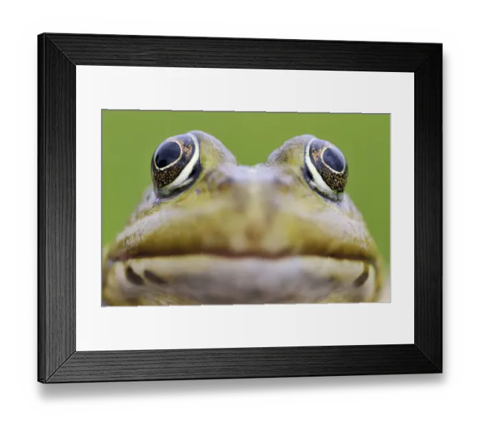 Framed Print : European edible frog (Rana esculenta) head, Prypiat area, Belarus, June 2009. WWE BOOK