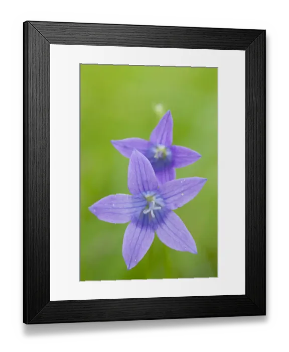Framed Print : Two Wild bellflowers (Campanula sp) Prypiat area, Belarus, June 2009